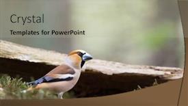  Presentation with ground water - Presentation theme featuring hawfinch-at-the-ground-near background and a light gray colored foreground