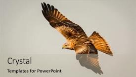  Presentation with awesome - Amazing PPT theme having hawk - awesome bird of prey backdrop and a  colored foreground
