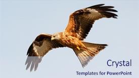  Presentation with awesome - Beautiful theme featuring hawk - awesome bird of prey backdrop and a  colored foreground