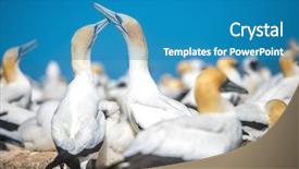  Presentation with birds - Theme featuring hawk - gannet birds colony cape kidnappers background and a teal colored foreground