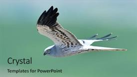  Presentation with flying hawk - PPT layouts having hawk - hen harrier circus cyaneus flying background and a seafoam green colored foreground