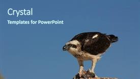  Presentation with hawk - PPT theme consisting of hawk - osprey bird eating fish background and a ocean colored foreground