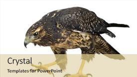  Presentation with black hawk eagle - Beautiful presentation theme featuring young black-chested buzzard-eagle backdrop and a yellow colored foreground