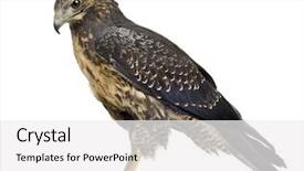  Presentation with eagle - Theme with young black-chested buzzard-eagle background and a white colored foreground