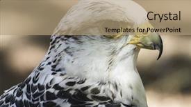  Presentation with peregrine falcon - Cool new slides with hawk beautiful white falcon backdrop and a coral colored foreground