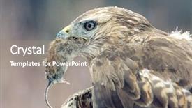  Presentation with hawk - PPT layouts featuring hawk eating mouse background and a gray colored foreground