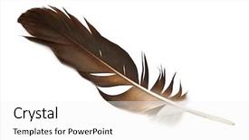  Presentation with hawk - Colorful presentation enhanced with hawk feather isolated on white backdrop and a white colored foreground