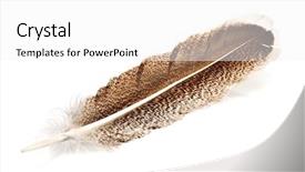  Presentation with hawk - Presentation theme enhanced with hawk feather isolated on white background and a white colored foreground