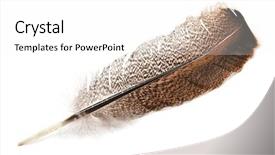  Presentation with hawk - Audience pleasing presentation consisting of hawk feather isolated on white backdrop and a white colored foreground