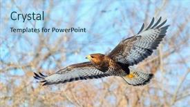  Presentation with flying hawk - Amazing presentation design having hawk flying buteo lagopus backdrop and a light blue colored foreground