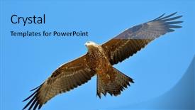  Presentation with flying hawk - Theme featuring hawk flying background and a light blue colored foreground