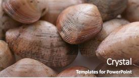  Presentation with clam - Cool new PPT theme with hawker food - raw uncooked clam backdrop and a tawny brown colored foreground