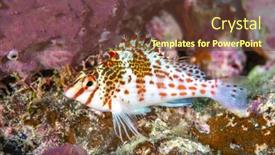  Presentation with purple - PPT layouts with hawkfish-rests-on-some-purple background and a tawny brown colored foreground