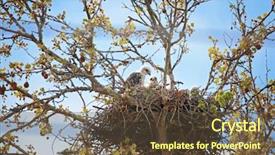  Presentation with baby tree - Colorful slide set enhanced with hawks sitting in a nest backdrop and a tawny brown colored foreground