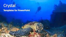  Presentation with divers - PPT layouts consisting of hawksbill sea turtle and scuba divers background and a gray colored foreground