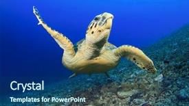  Presentation with turtle - Presentation design consisting of hawksbill sea turtle close up background and a ocean colored foreground