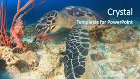  Presentation with sea coral - Slide deck enhanced with hawksbill sea turtle eating coral background and a ocean colored foreground