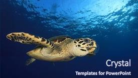  Presentation with jellyfish - Slide deck featuring hawksbill sea turtle eating jellyfish background and a navy blue colored foreground