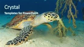  Presentation with sea animals - Cool new presentation theme with hawksbill sea turtle eating soft backdrop and a ocean colored foreground