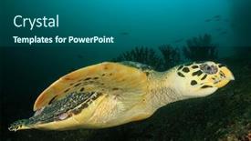  Presentation with turtle - Presentation enhanced with hawksbill-sea-turtle-eretmochelys-imbricata background and a dark gray colored foreground