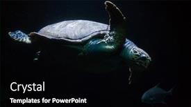  Presentation with turtle - PPT layouts featuring hawksbill sea turtle eretmochelys imbricata background and a black colored foreground