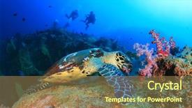  Presentation with sea coral - Slide deck having hawksbill sea turtle feeds background and a coral colored foreground