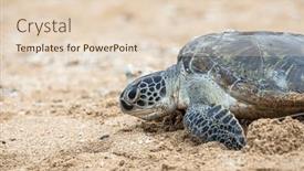  Presentation with turtle - Slides featuring hawksbill-sea-turtle-going-back background and a lemonade colored foreground