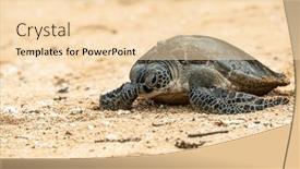  Presentation with turtle - Presentation consisting of hawksbill-sea-turtle-going-back background and a lemonade colored foreground