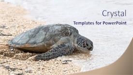  Presentation with turtle - PPT layouts having hawksbill-sea-turtle-going-back background and a sky blue colored foreground