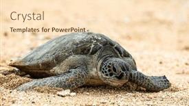  Presentation with turtle - PPT theme enhanced with hawksbill-sea-turtle-going-back background and a lemonade colored foreground