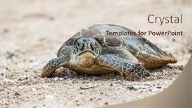  Presentation with turtle - Presentation theme with hawksbill-sea-turtle-going-back background and a lemonade colored foreground