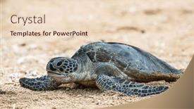  Presentation with turtle - PPT theme featuring hawksbill-sea-turtle-going-back background and a lemonade colored foreground