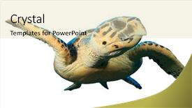  Presentation with turtle - Audience pleasing presentation design consisting of hawksbill sea turtle isolated backdrop and a lemonade colored foreground