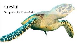  Presentation with turtle - Slides with hawksbill sea turtle isolated background and a white colored foreground