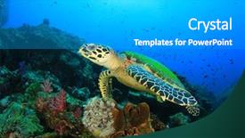  Presentation with coral reef - Presentation theme consisting of hawksbill sea turtle on coral background and a light gray colored foreground