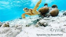  Presentation with sea coral - Cool new presentation design with hawksbill-sea-turtle-swimming backdrop and a sky blue colored foreground