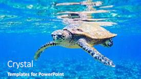  Presentation with turtle - Cool new presentation theme with hawksbill-sea-turtle-swimming backdrop and a teal colored foreground