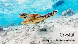  Presentation with sea coral - Slide deck consisting of hawksbill-sea-turtle-swimming background and a light gray colored foreground