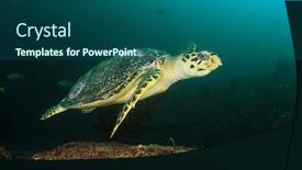  Presentation with turtle - Presentation theme enhanced with hawksbill-sea-turtle-underwater-photo background and a ocean colored foreground