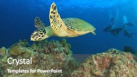  Presentation with scuba diving - Audience pleasing presentation theme consisting of hawksbill sea turtle with people backdrop and a tawny brown colored foreground