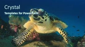  Presentation with turtle - 