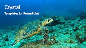  Presentation with turtle - Slides enhanced with hawksbill sea turtle background and a gray colored foreground