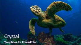  Presentation with sea animals - Beautiful presentation theme featuring hawksbill sea turtle backdrop and a navy blue colored foreground