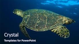  Presentation with turtle - Audience pleasing theme consisting of hawksbill sea turtle backdrop and a navy blue colored foreground