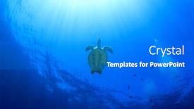  Presentation with turtle - Amazing presentation having hawksbill-sea-turtle backdrop and a gray colored foreground
