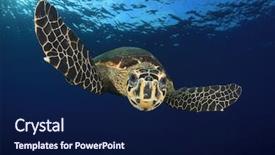 Presentation with turtle - PPT theme enhanced with hawksbill sea turtle background and a navy blue colored foreground