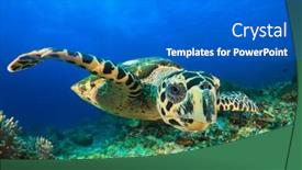  Presentation with turtle - Presentation theme consisting of hawksbill sea turtle background and a gray colored foreground