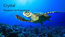  Presentation with turtle - PPT theme featuring hawksbill sea turtle background and a cyan colored foreground