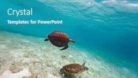  Presentation with swimming - Colorful PPT layouts enhanced with hawksbill-sea-turtles-swimming backdrop and a teal colored foreground