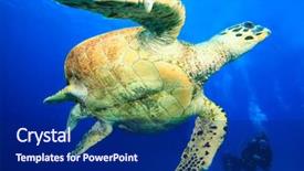  Presentation with turtle - Beautiful presentation theme featuring hawksbill turtle and scuba diver backdrop and a navy blue colored foreground